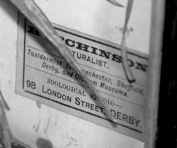  Hutchinson of Derby