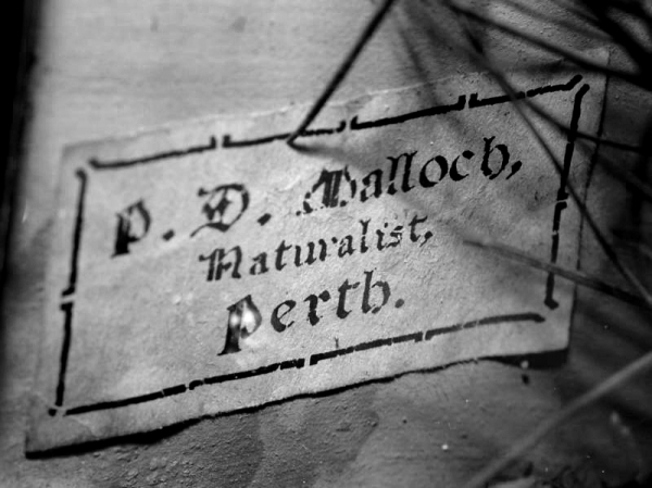  Malloch