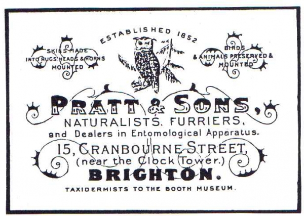  Pratt of Brighton