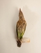 Taxidermy Lineated barbet