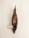 Taxidermy Golden-backed woodpecker