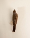 Taxidermy Couch's kingbird
