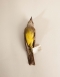 Taxidermy Couch's kingbird