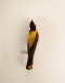 Taxidermy Yellow-backed oriole