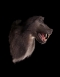 Baboon Head