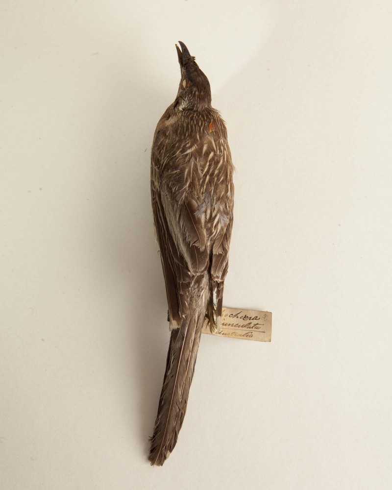 Taxidermy 1