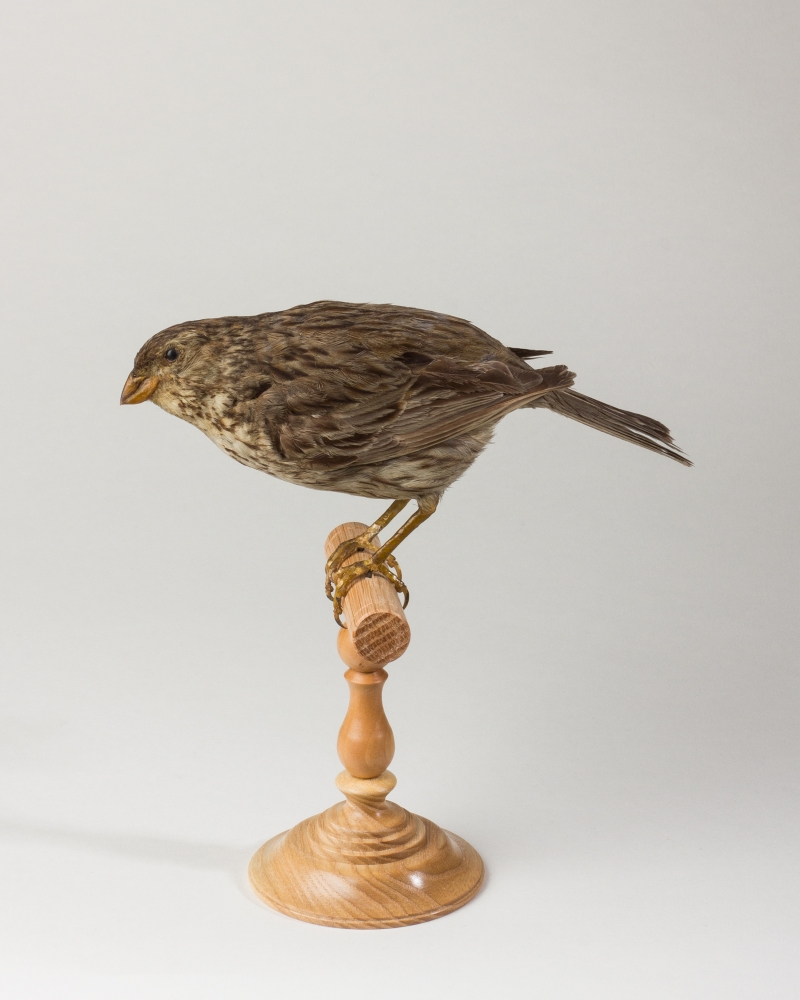 Taxidermy Corn Bunting