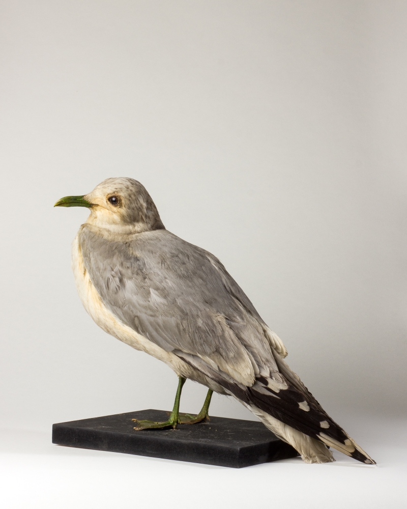 Taxidermie Guillemot Commun (oiseau Marin) - Spécimen Naturalisé Neuf, Décoration Curiosité