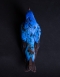Banded Cotinga