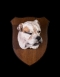 British Bulldog Head