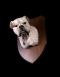 British Bulldog Head