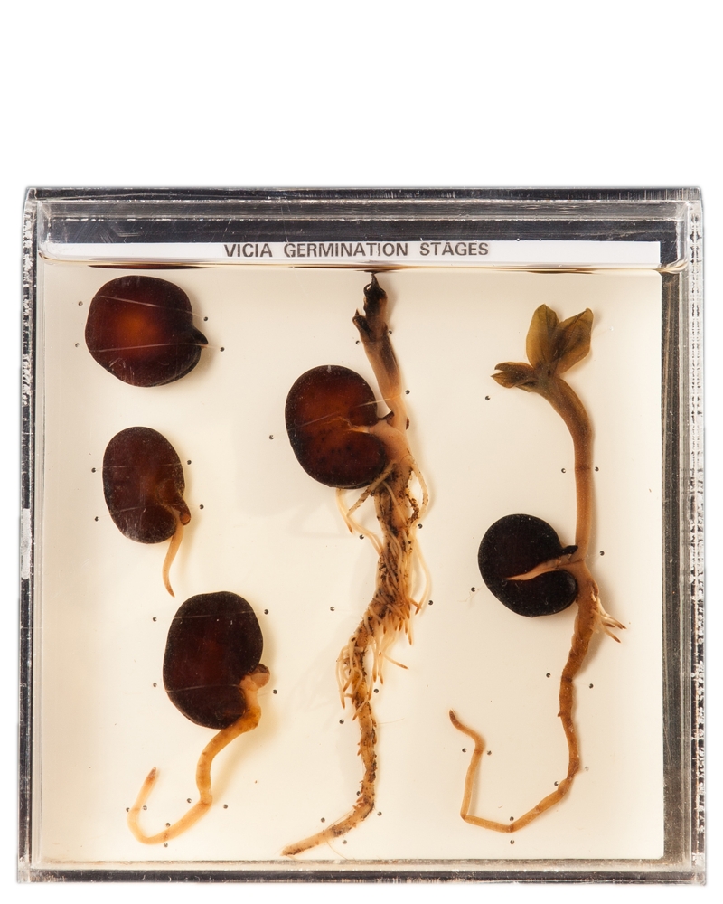 Broad Bean Germination Stages Study