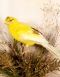 Canary by Mountney of Cardiff