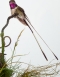 A Cased Peruvian Sheartail Hummingbird
