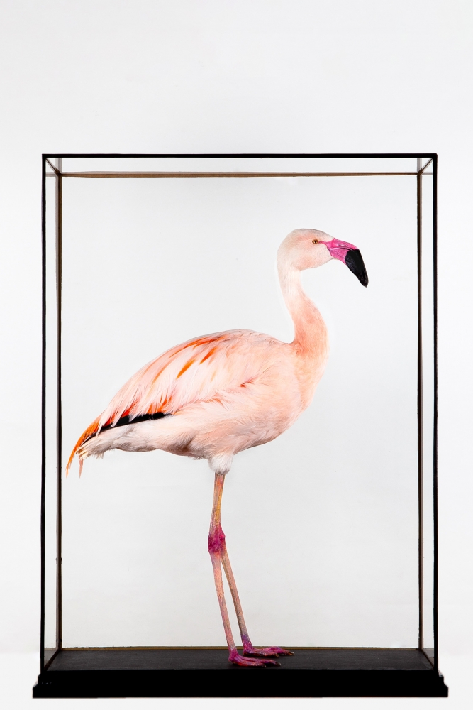 Taxidermy Chilean Flamingo
