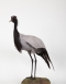 Taxidermy Demoiselle crane