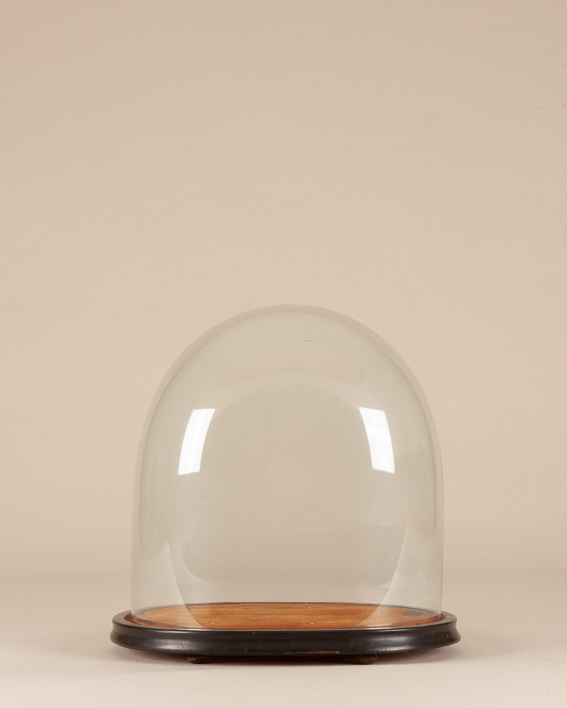 Taxidermy Antique oval glass dome