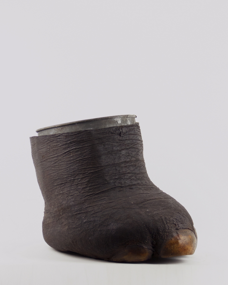 Elephant Foot