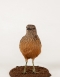 Taxidermy Fawn-breasted bowerbird
