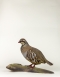 Taxidermy French Partridge