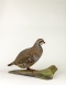 Taxidermy French Partridge