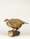 Taxidermy French Partridge
