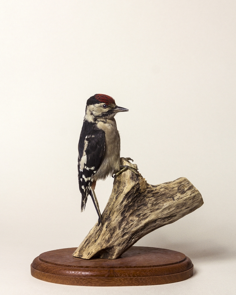 Taxidermy Great Spotted Woodpecker