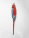 Taxidermy Green-winged Macaw