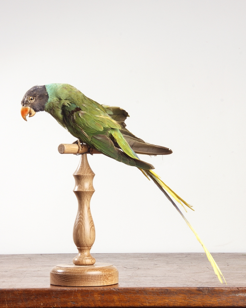 Taxidermy Greyheaded Parakeet