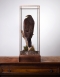 Harris hawk