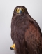 Harris hawk