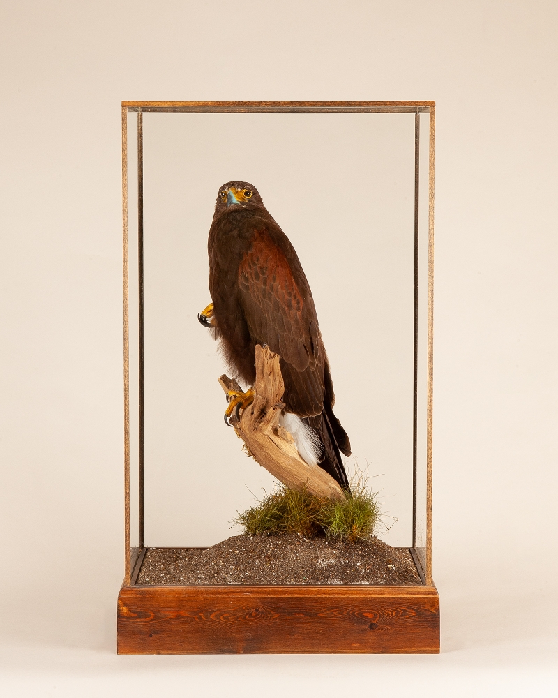 Taxidermy Harris hawk