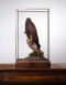 Harris hawk