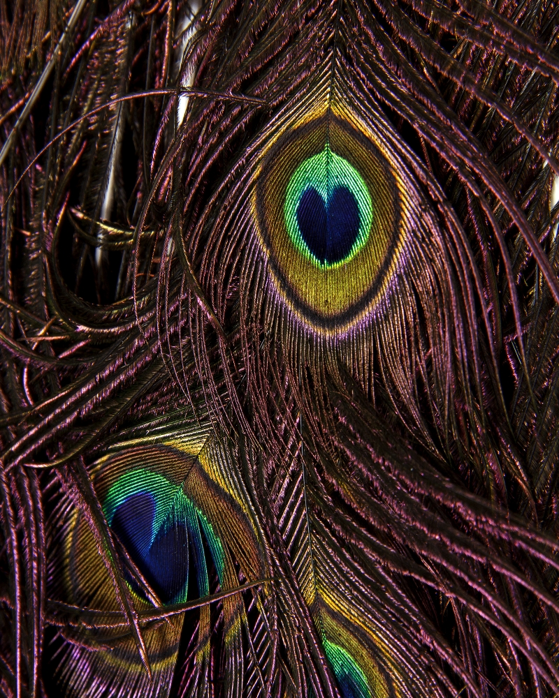 Java Peacock Pattern Taxidermy Java Peacock
