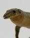 Taxidermy Monitor Lizard