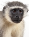 Taxidermy Vervet Monkey