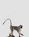 Taxidermy Vervet Monkey
