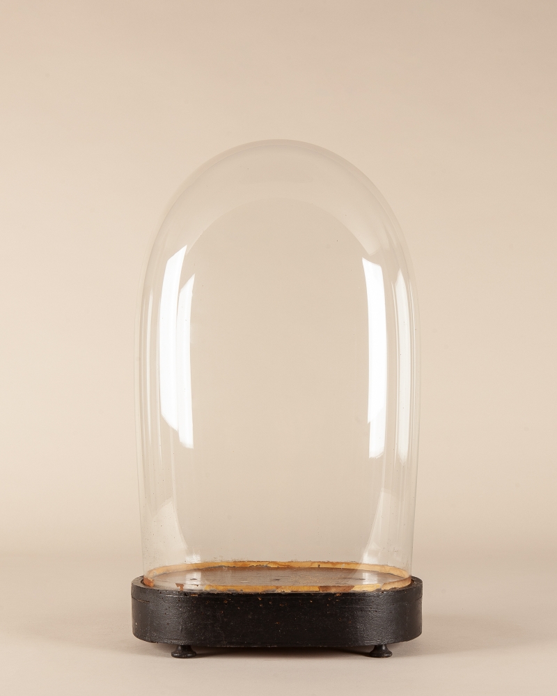 Taxidermy Antique oval glass dome