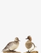 Taxidermy Pair of Garganey ducks