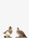 Taxidermy Pair of Garganey ducks