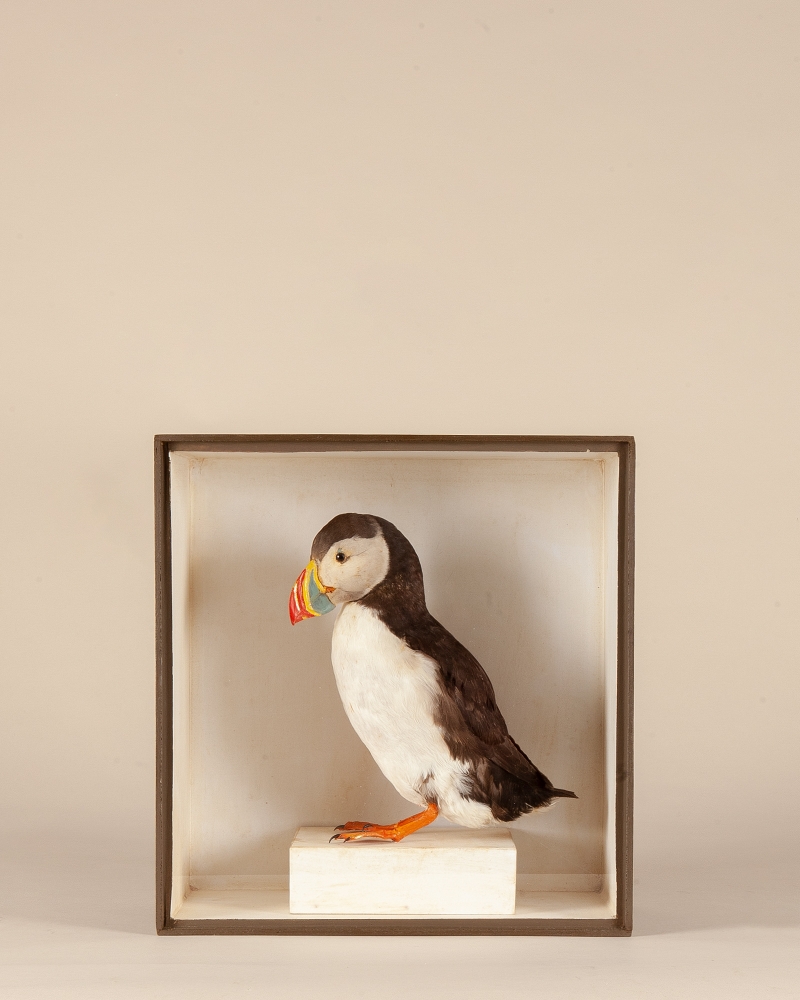 Taxidermy Puffin