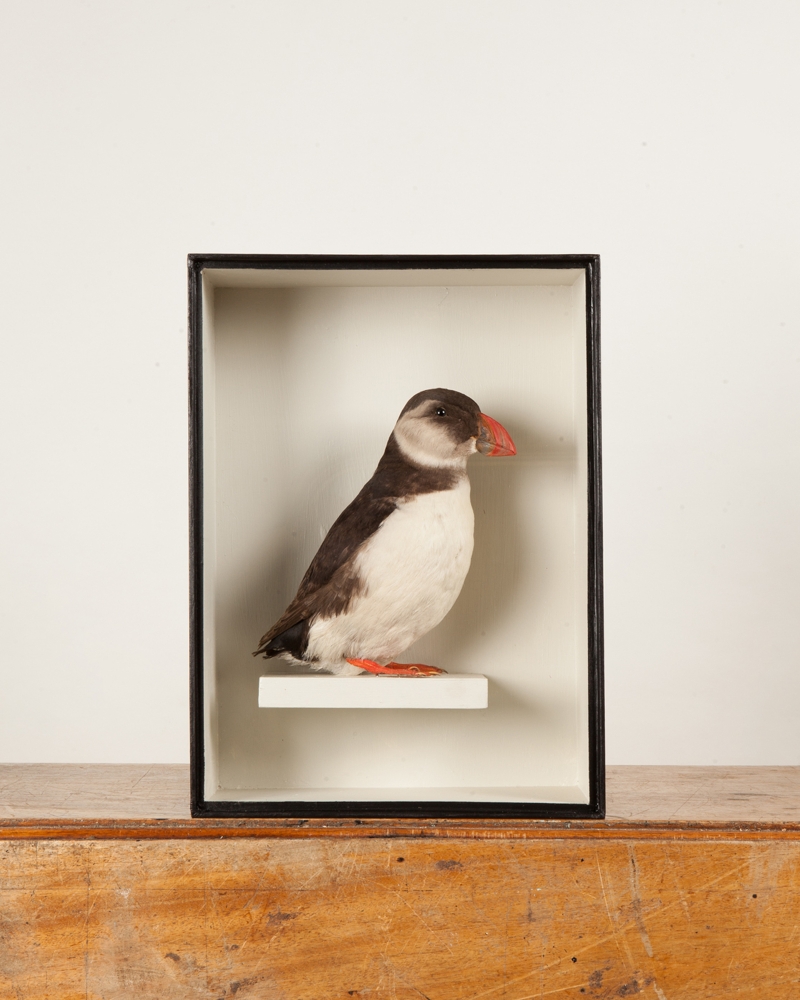 Taxidermy Puffin