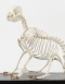 Pug skeleton
