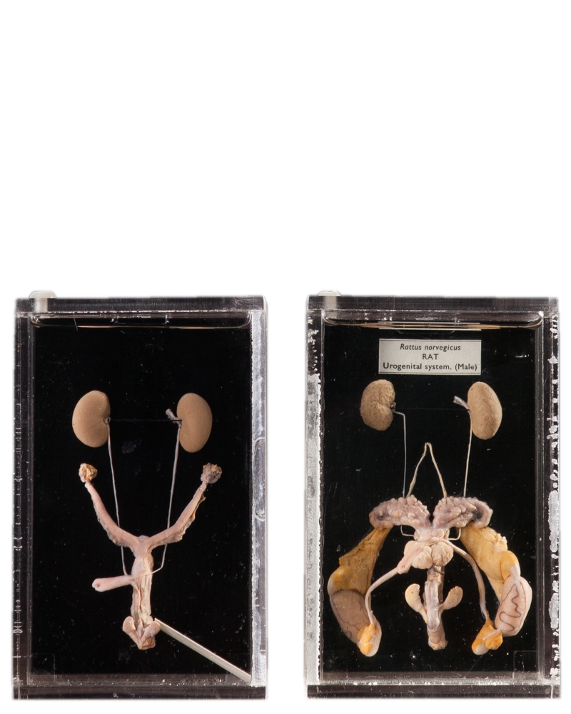 Taxidermy Rat Urogenital System & Rat Reproductive System