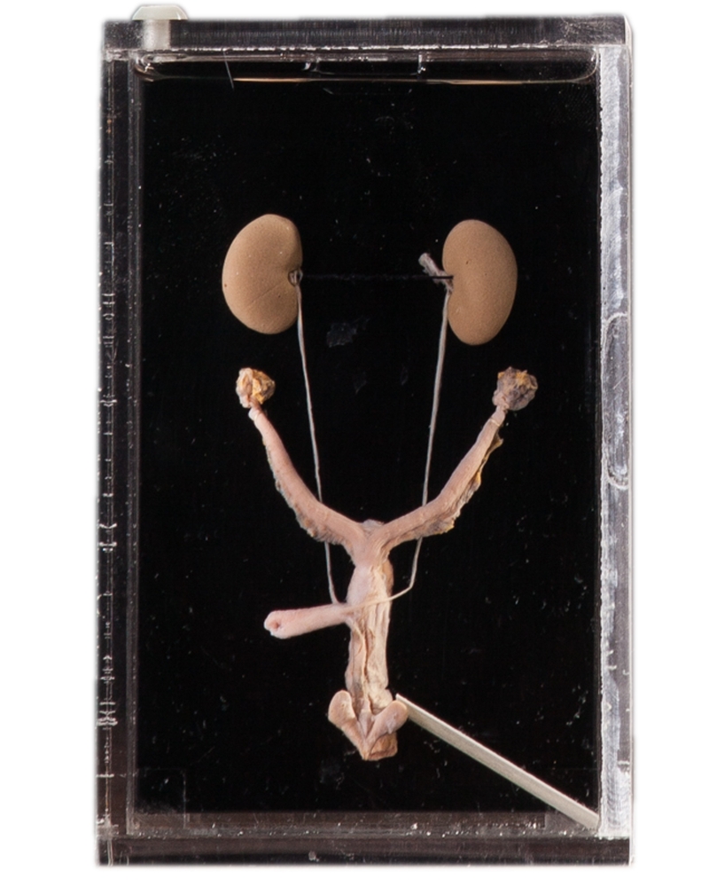 Taxidermy Rat Urogenital System & Rat Reproductive System