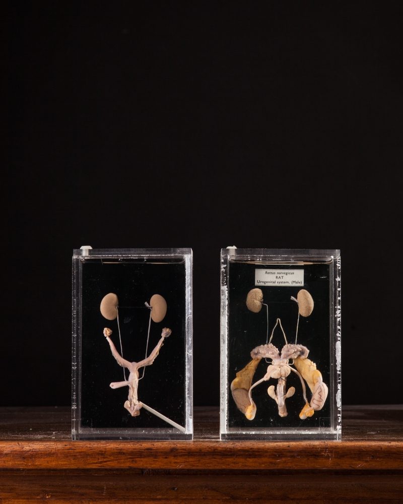 Taxidermy Rat Urogenital System & Rat Reproductive System