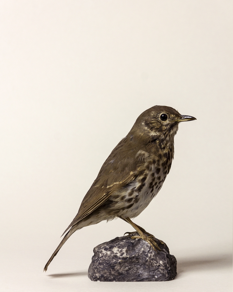 Taxidermy Song Thrush