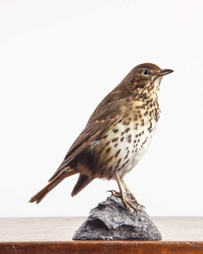 Taxidermy Song Thrush