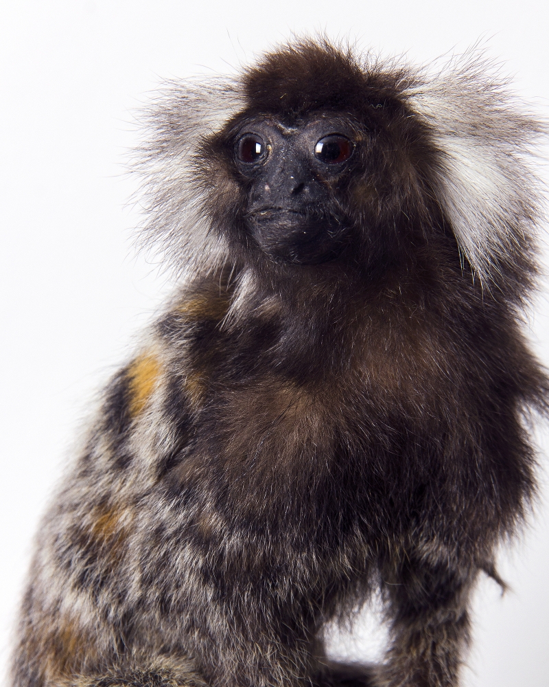 Taxidermy Cottoneared Marmoset