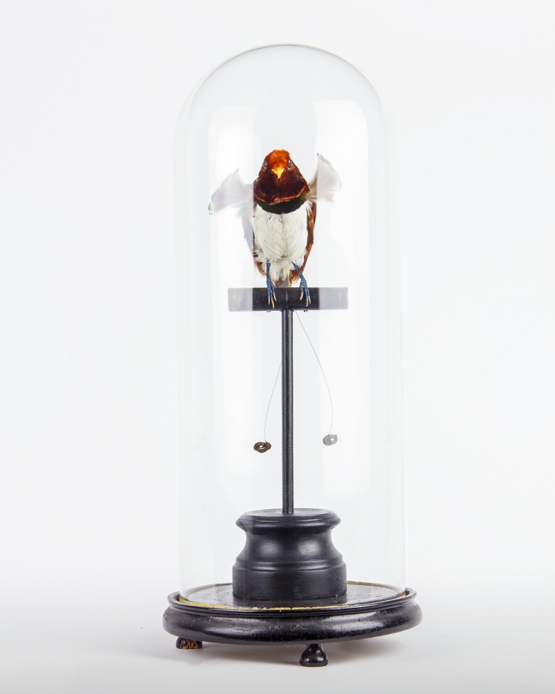 A Taxidermy King Bird of Paradise in a Glass Dome